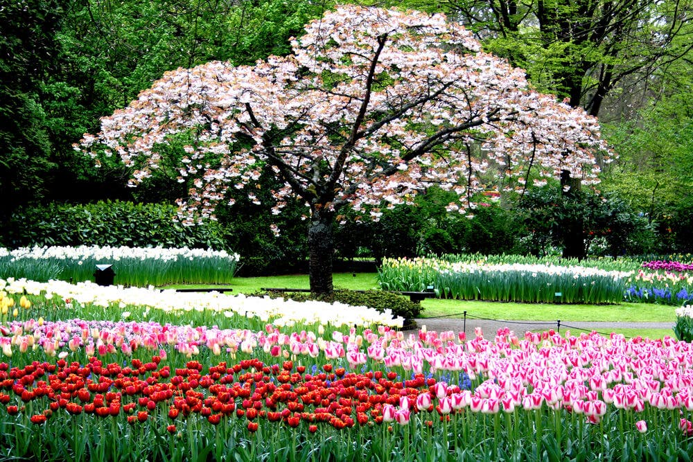Bir yeryüzü cenneti; Hollanda Keukenhof Gardens