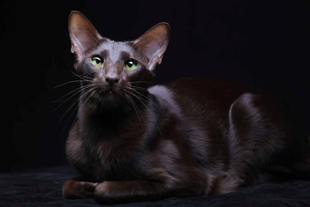Havana Brown Kedisi Özellikleri ve Bakımı