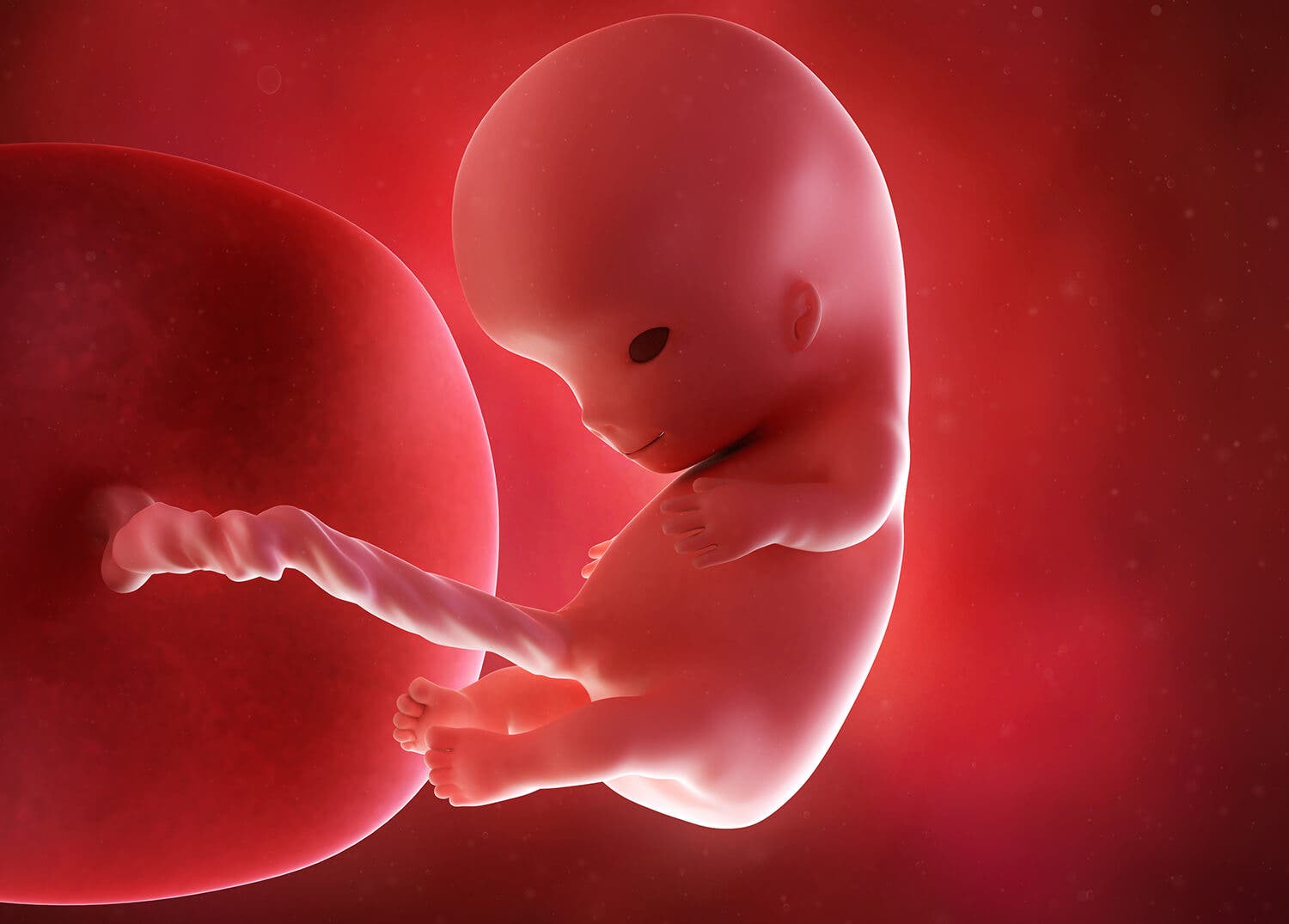 7 недель видео. Плод 9-10 акушерских недель беременности. Зародыш 10 недель беременности. Эмбрион по неделям беременности 10 недель. Эмбрион на 10 неделе беременности.