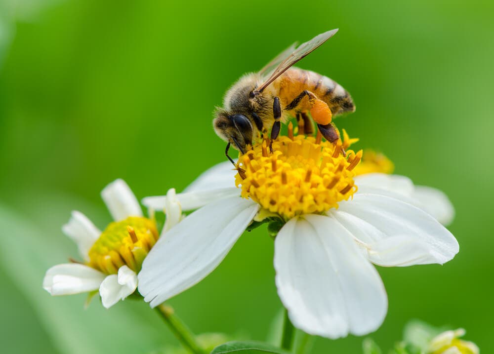 Hipertansiyon için polen kullanımı
