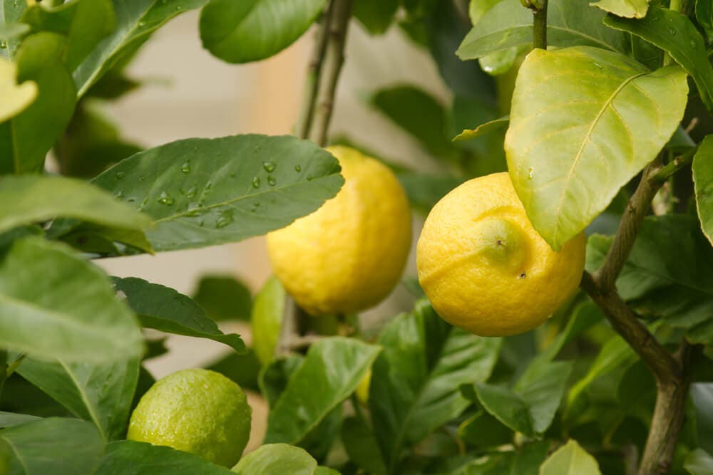 Eureka limon ağacı