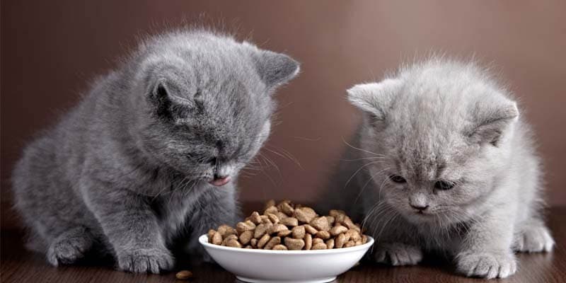Şeker hastası kediler nasıl beslenmeli
