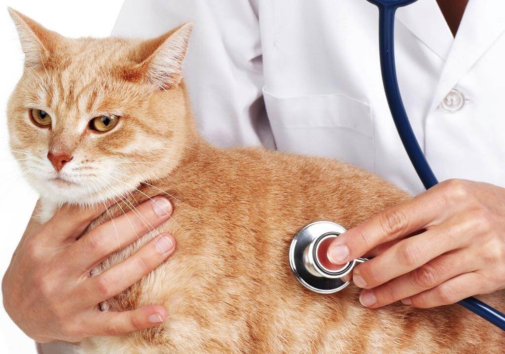 Kedilerde diyabet nasıl tedavi edilir