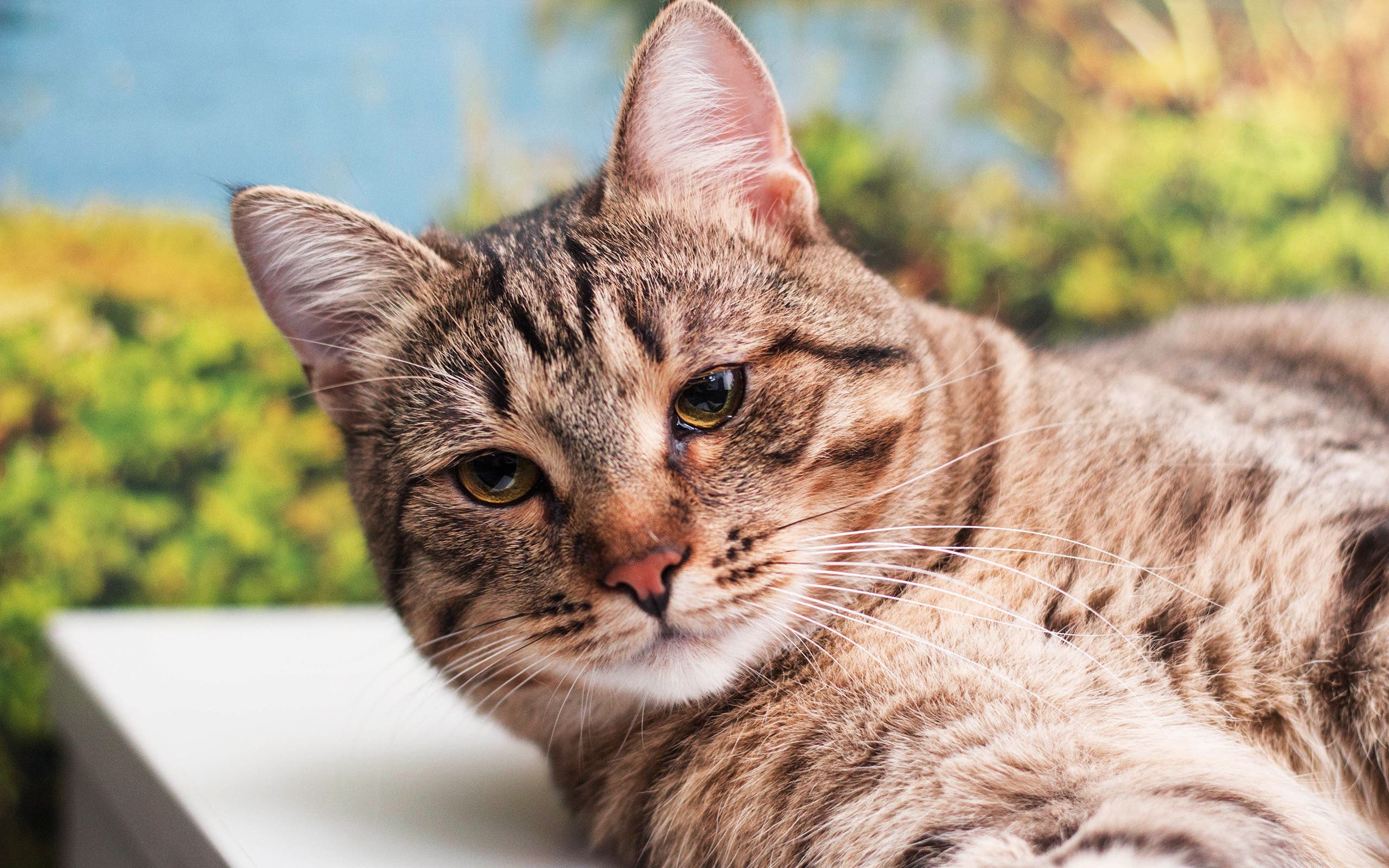 California Spangled Kedisi Özellikleri ve Bakımı