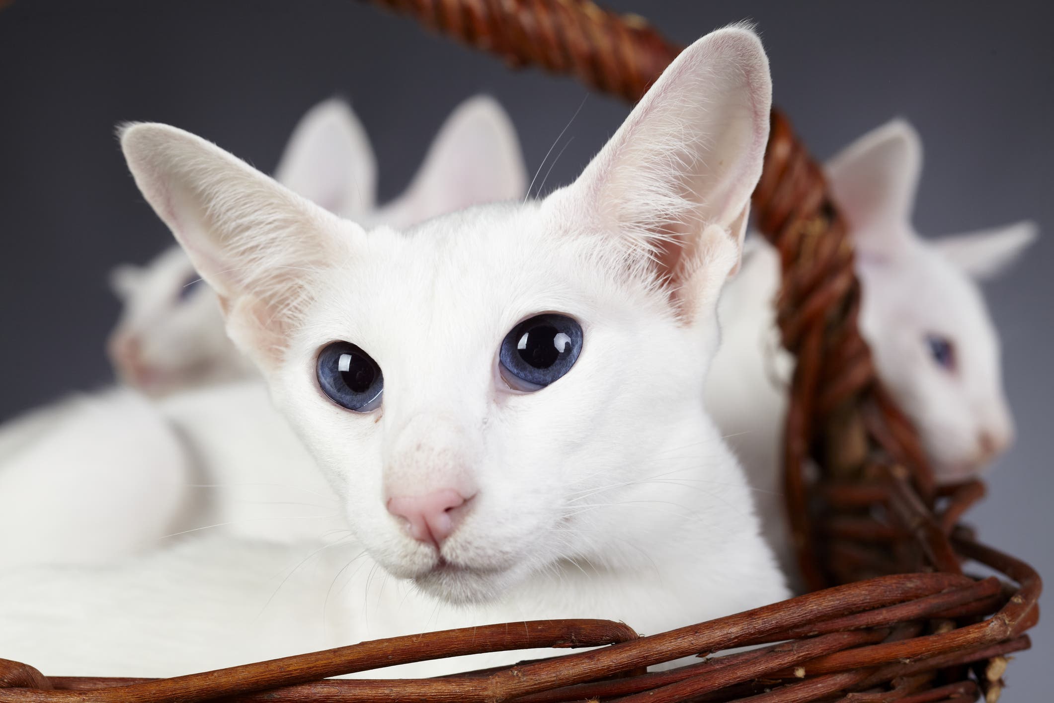 Colorpoint Shorthair Kedisi Özellikleri ve Bakımı